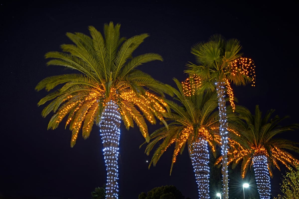 Large palm trees decorated with Christmas lights