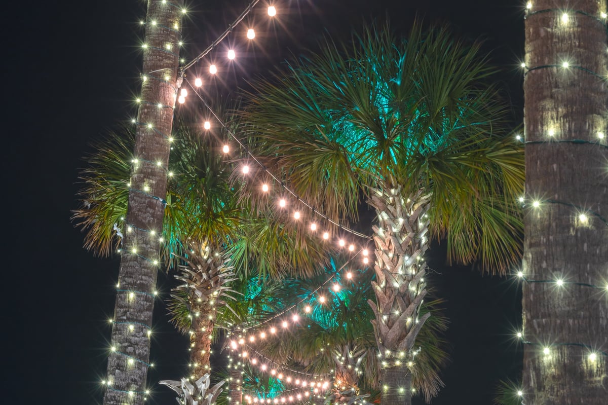 Palm trees decorated with lights for the Christmas holiday season