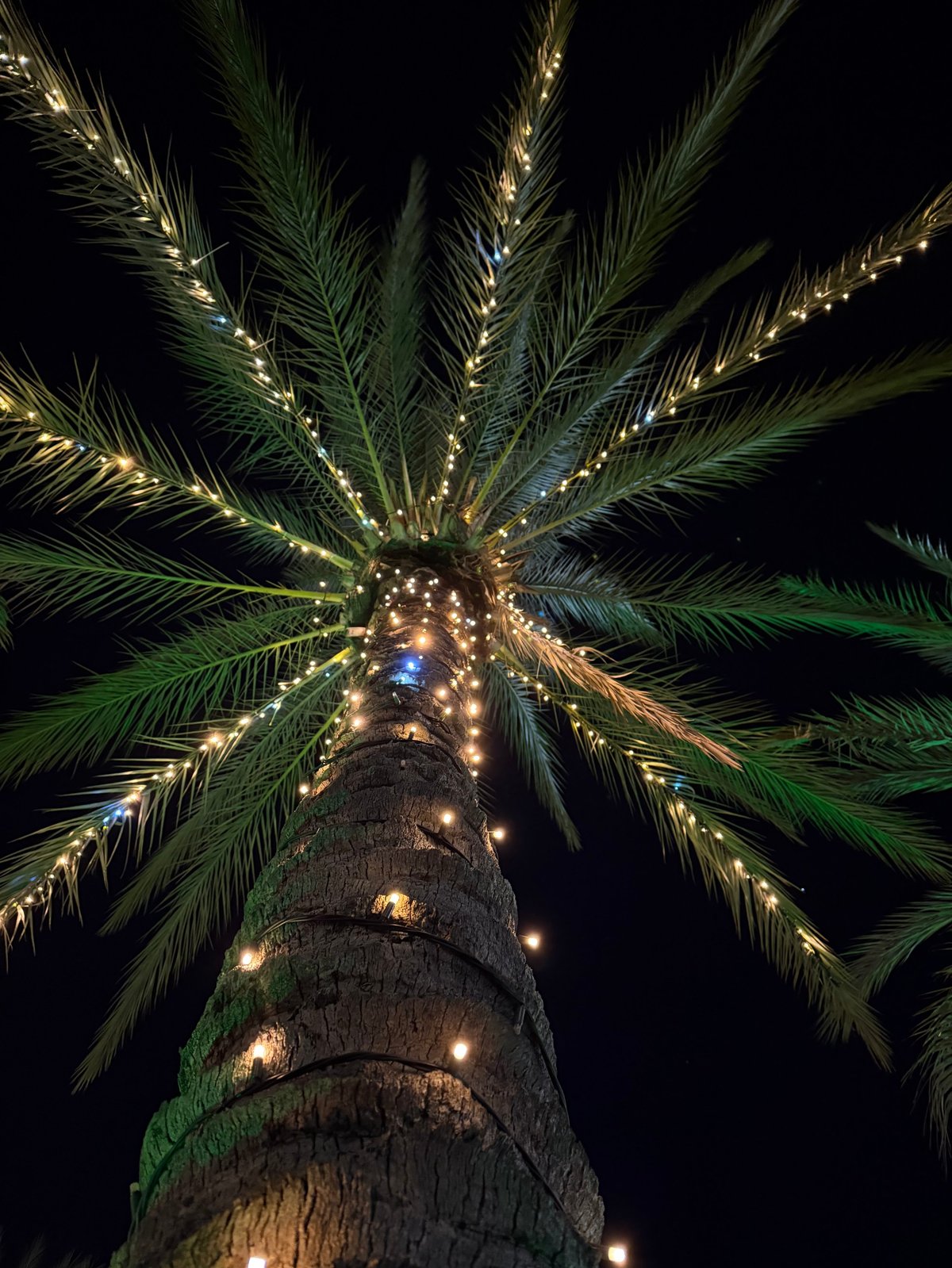 Palm tree decorated with garland at night with flashing lights